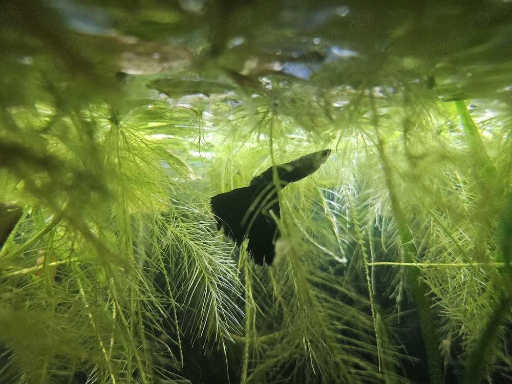 Black moscow guppy pui 