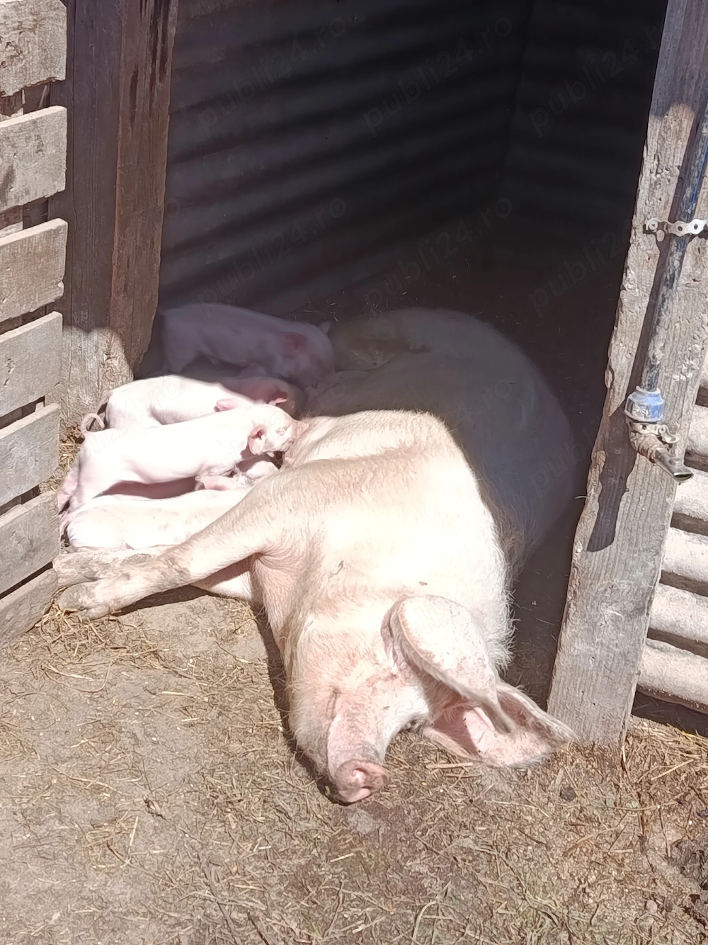 De vânzare scroafă cu  6 purcei 2 săptămâni purceii