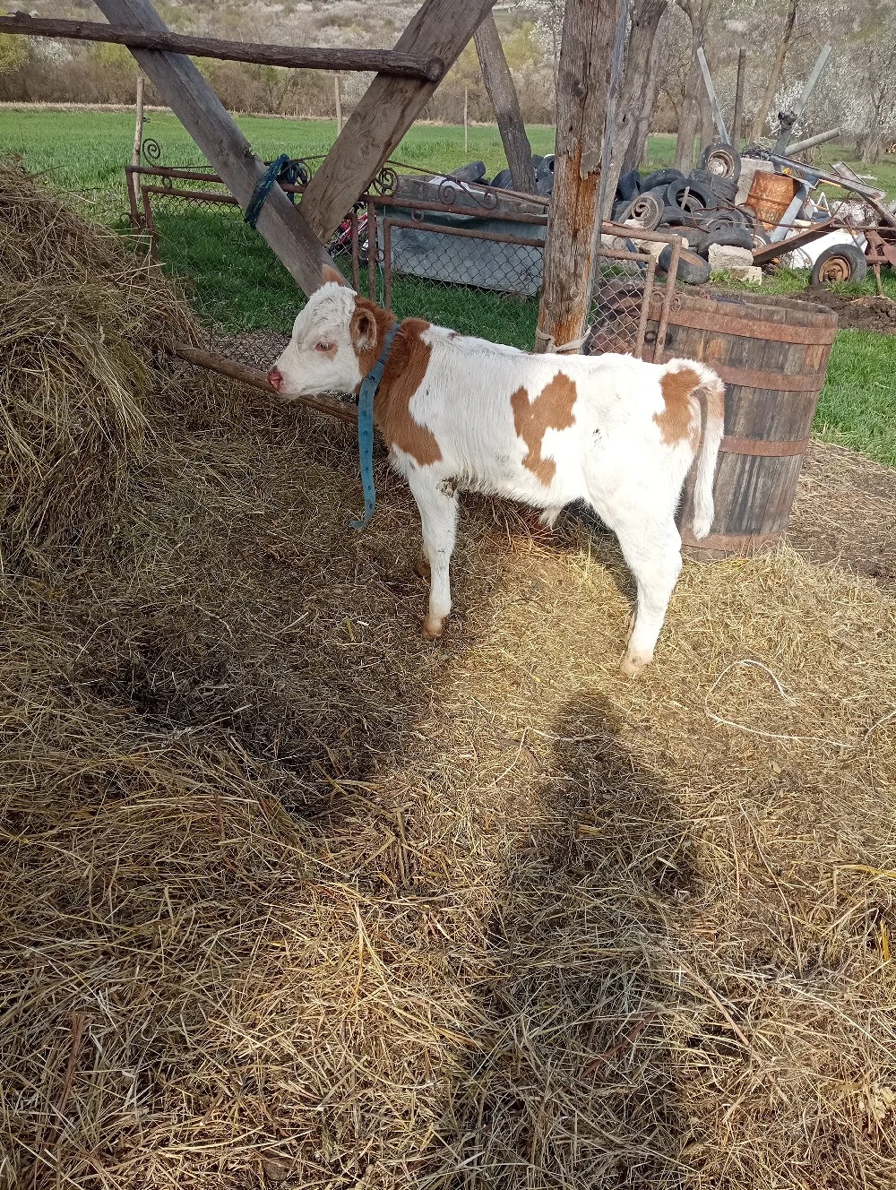 De vânzare doi tauri