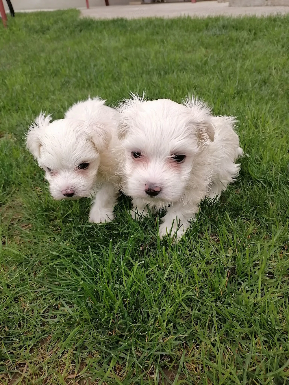 Bichoni maltezi de vanzare