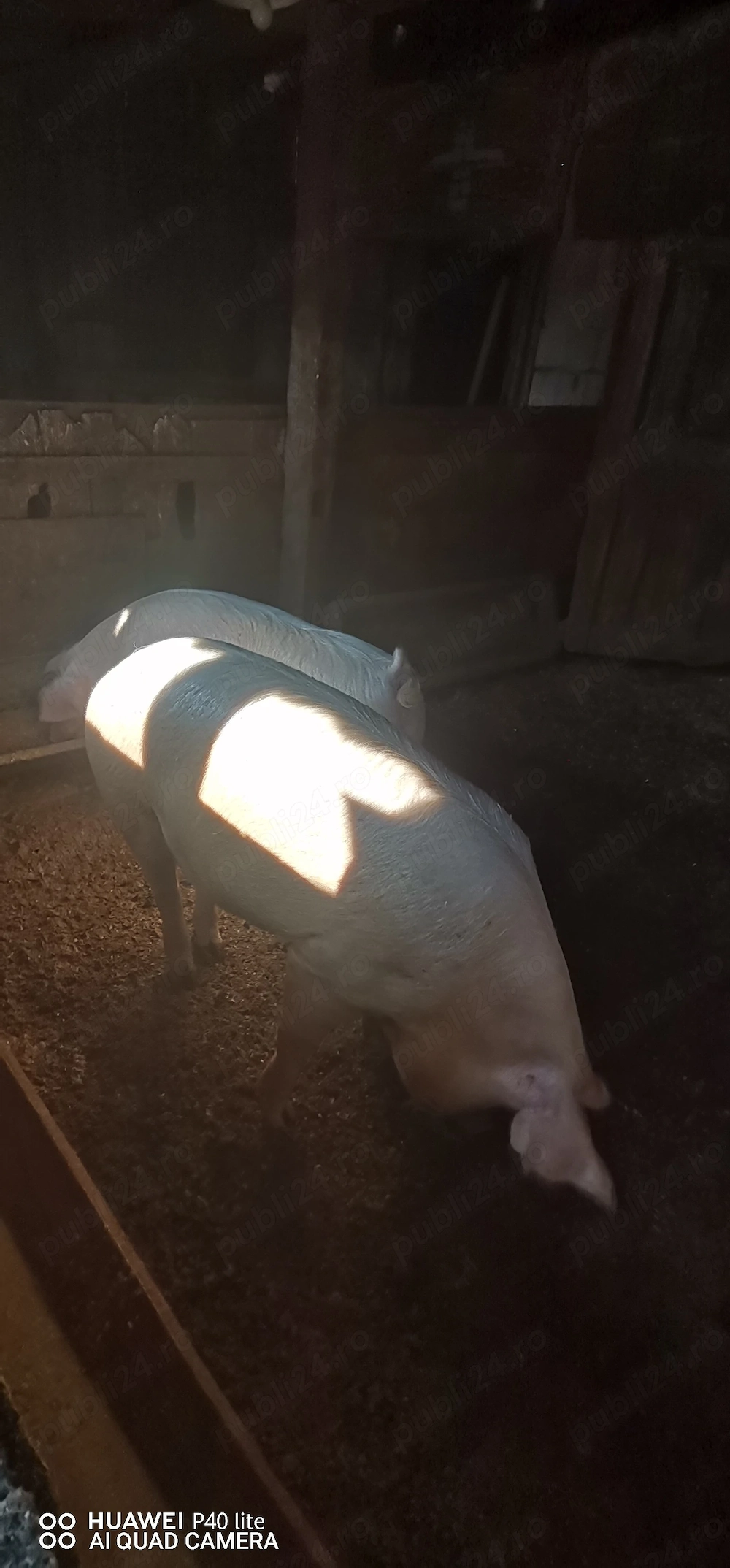 Porci de vânzare 