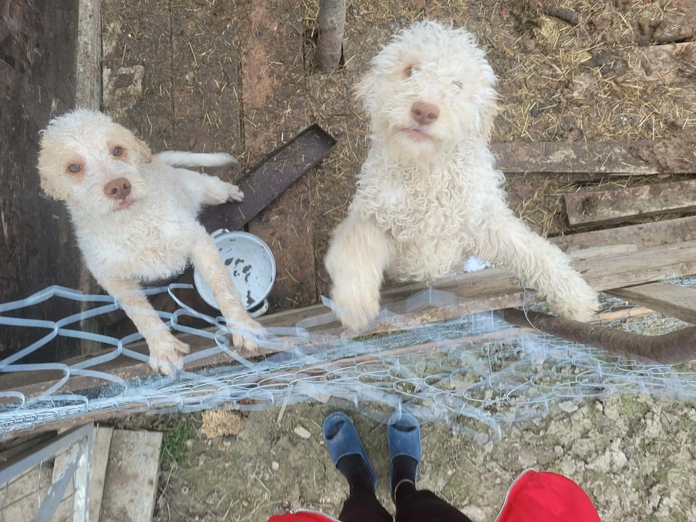 Pereche de pui de rasa Lagotto Romagnolo
