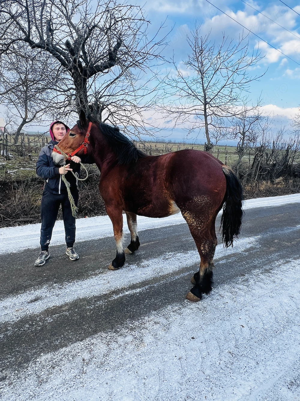 Vând mânze de 2 ani 