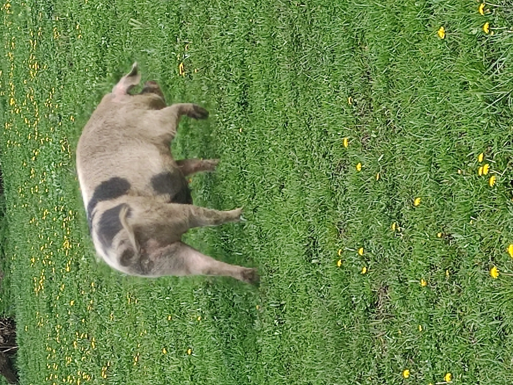 Scroafa gestanta 250kilograme