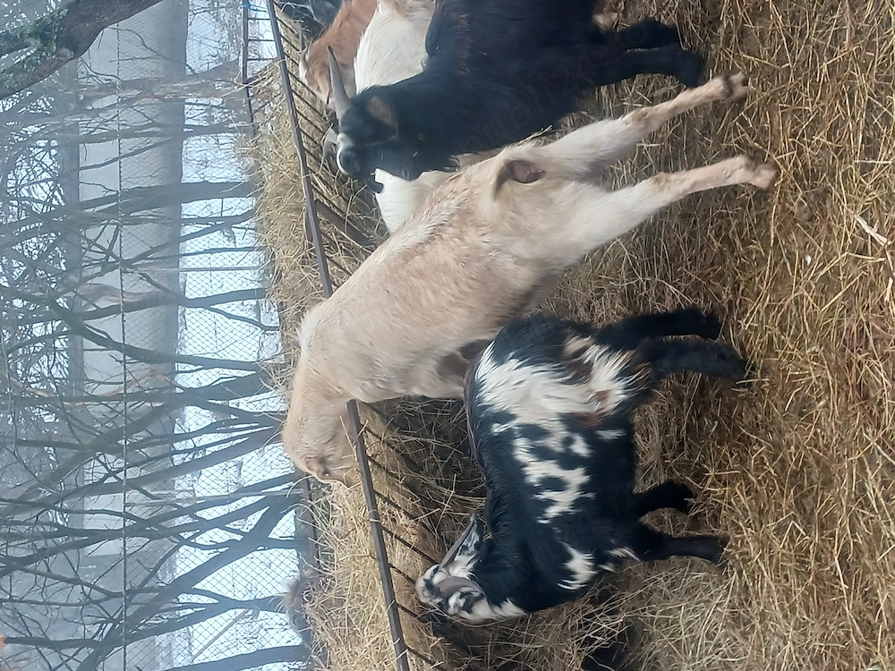 Iezi de vânzare între 10 și 30 kg