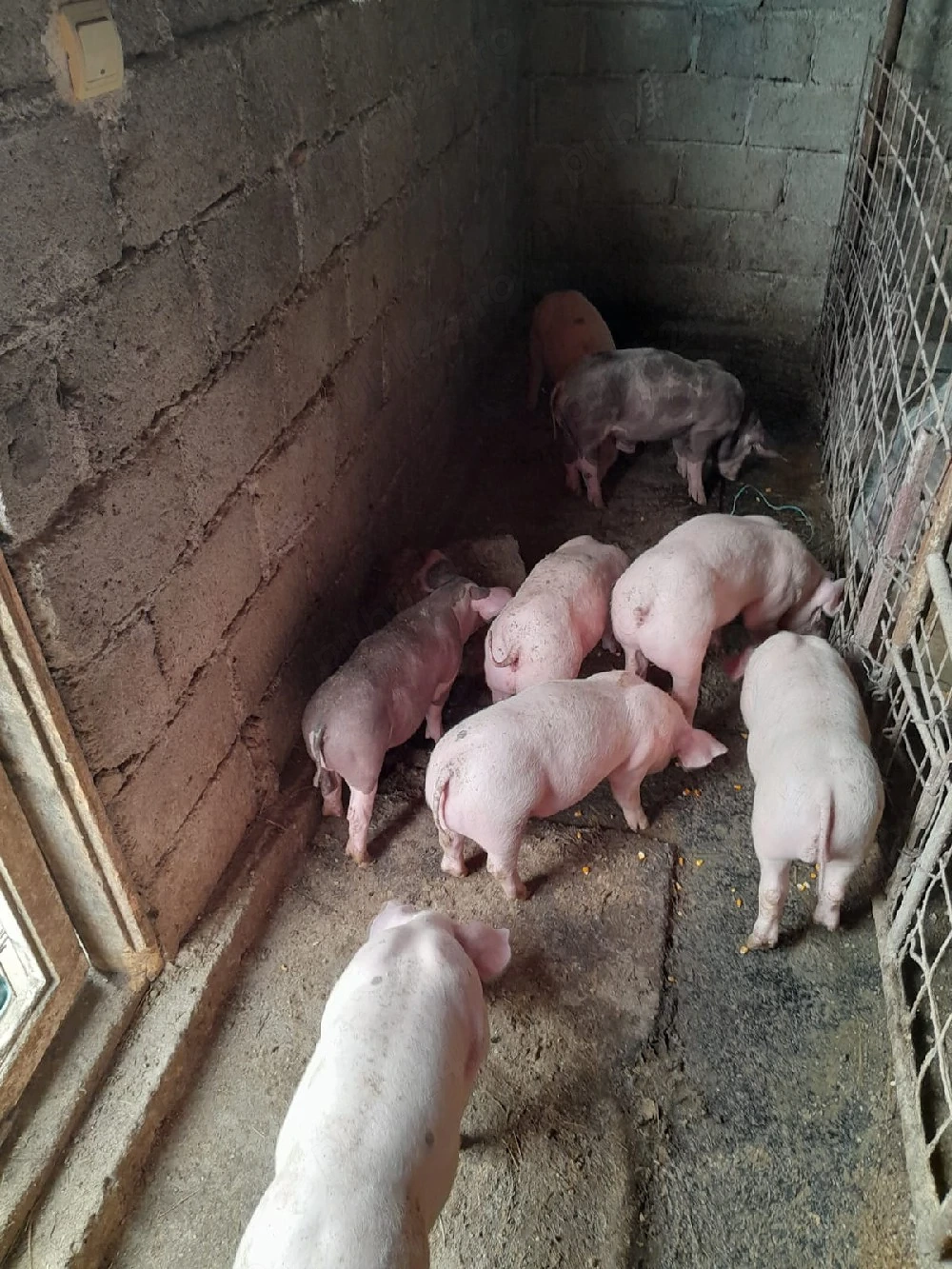 Vand purcei de carne