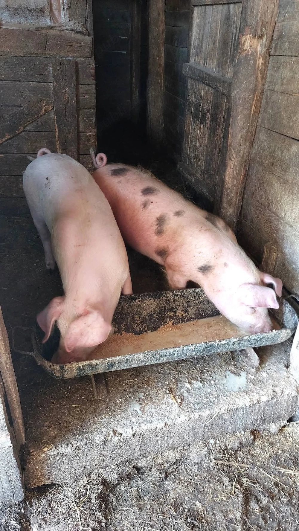 Purcele de vânzare. 