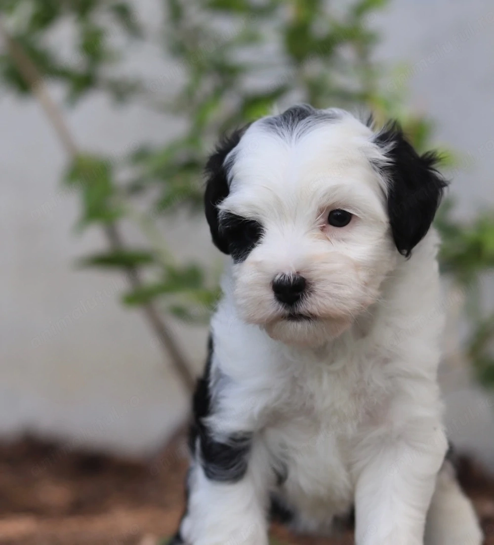 Bichon Havanez 600 lei