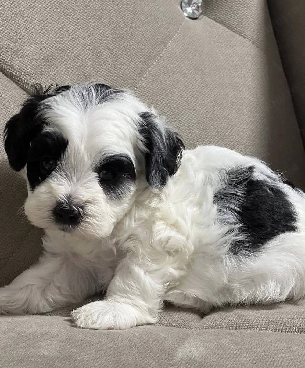 Bichon Havanez mascul și femelă