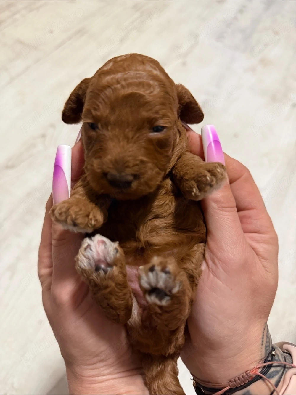 fete si baieti pudel red