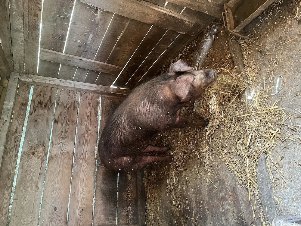 Scrofita Duroc pentru reprodus 