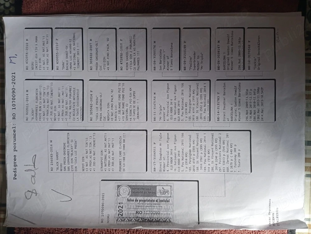 vand porumbei de viteza cu pedigree de concurs