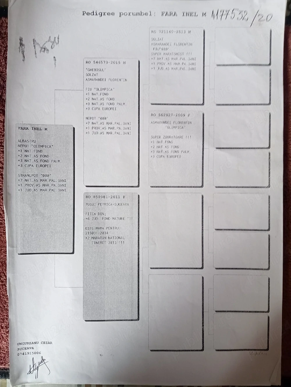 Vand porumbei de viteza cu pedigree de concurs campionii 