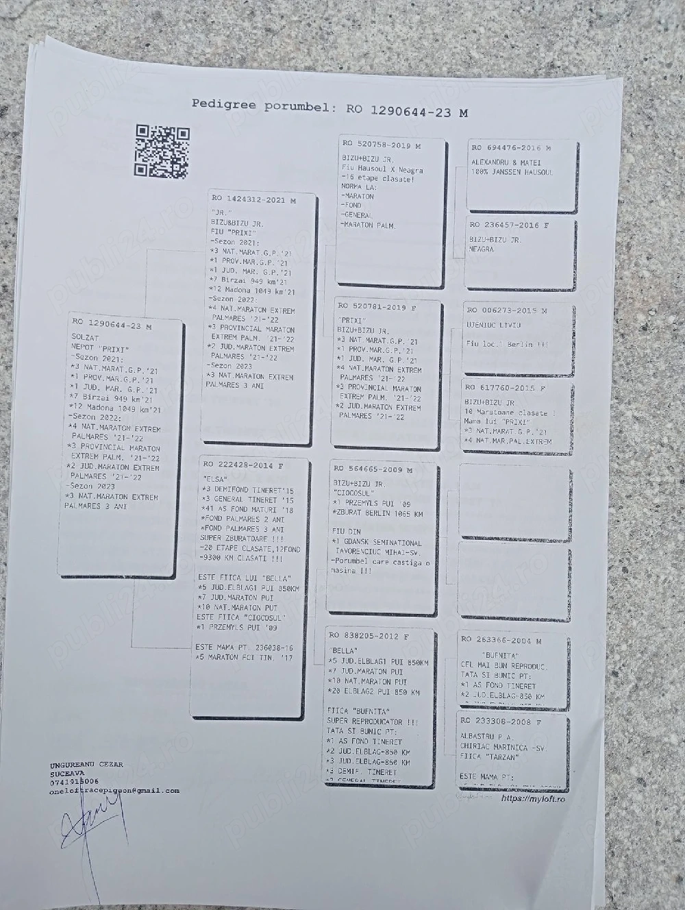 Vand porumbei de viteza cu pedigree de concurs campionii 