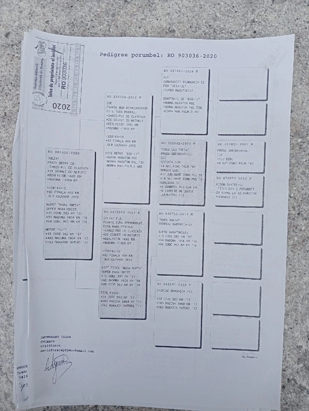 Vand porumbei de viteza cu pedigree de concurs campionii 