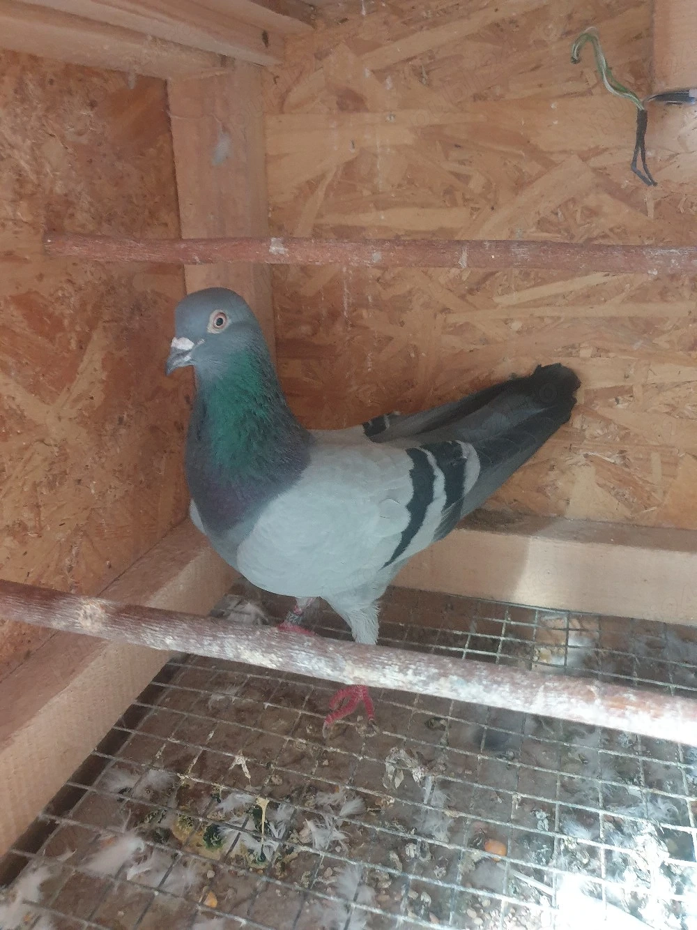 De vînzare porumbei tipler englezi