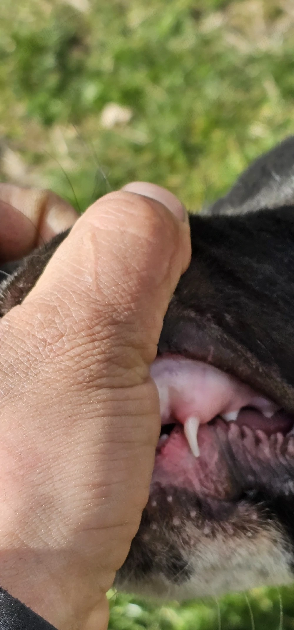 vând cătel asia centrala 