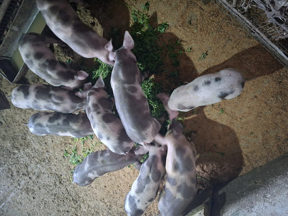 Purcei de 8 saptamani de vanzare.