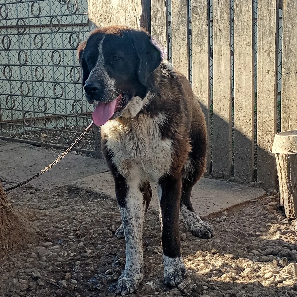 Femele Bucovina &Asia 