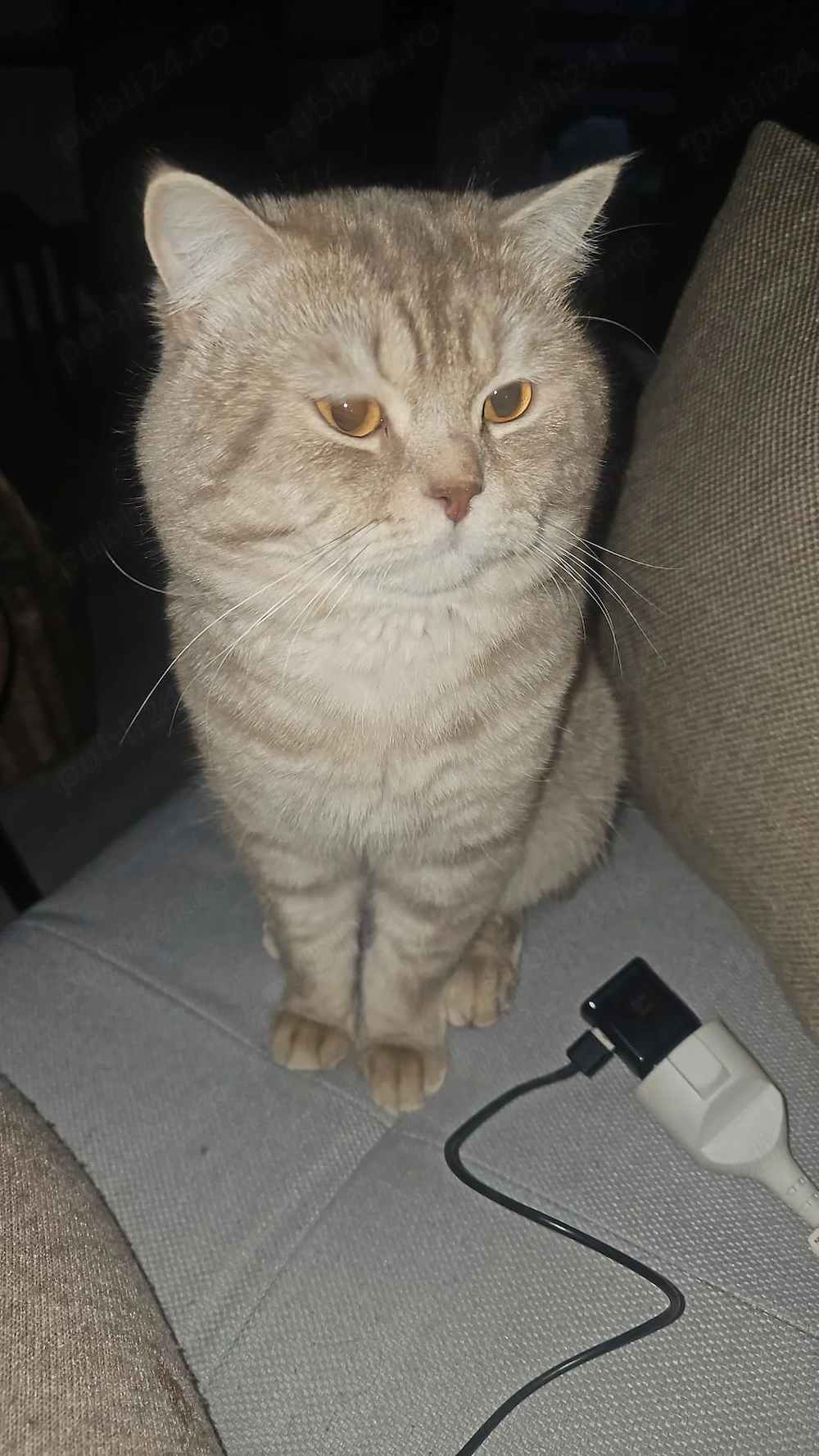 Donez motan rasa british short hair