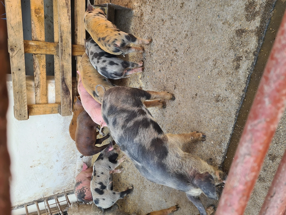 Vând 11 purcei,7 Femele și 4 Masculi