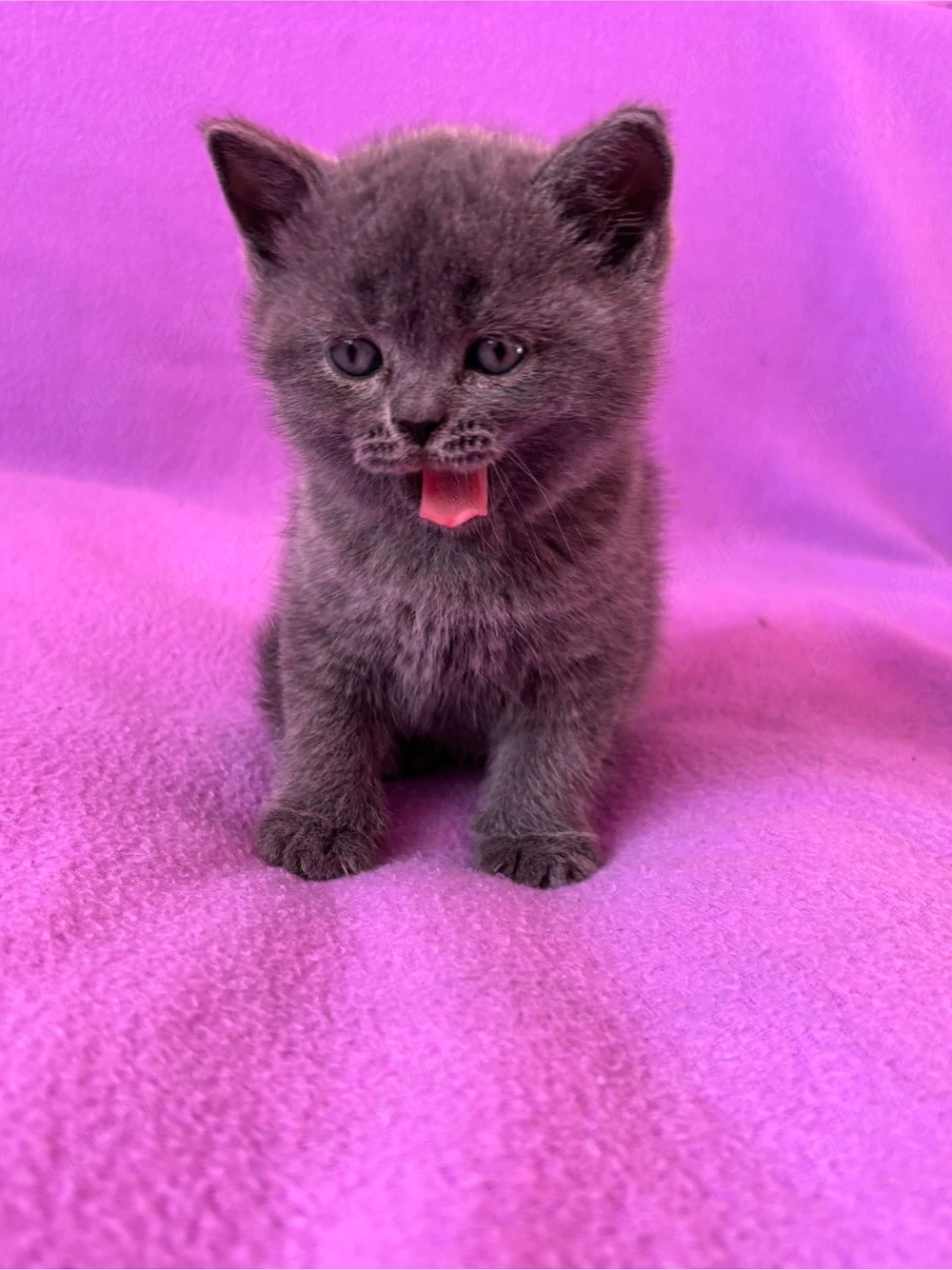 Puiuț British Shorthair Blue 