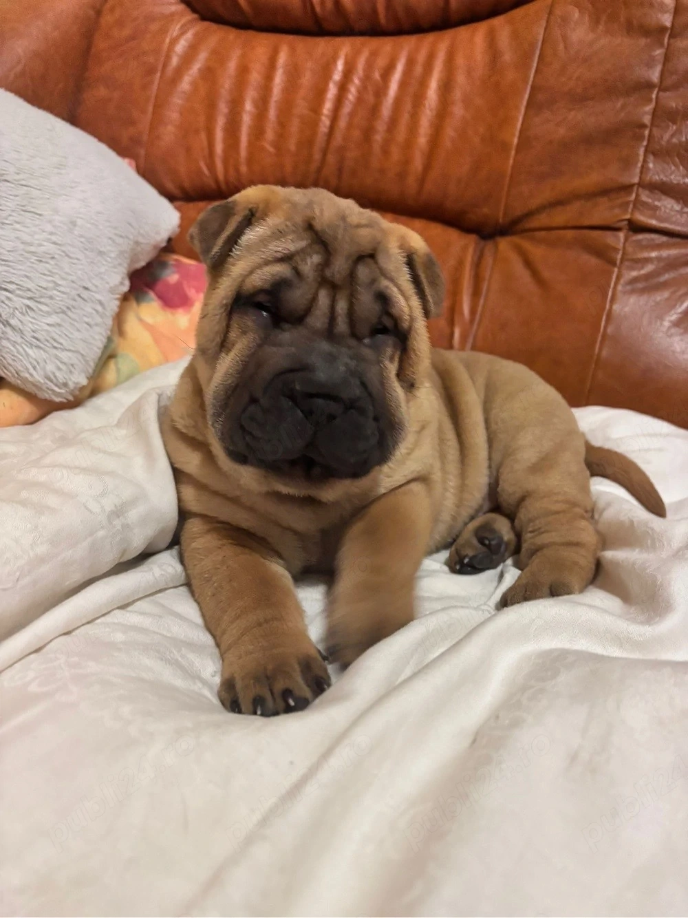 Shar pei de vanzare!