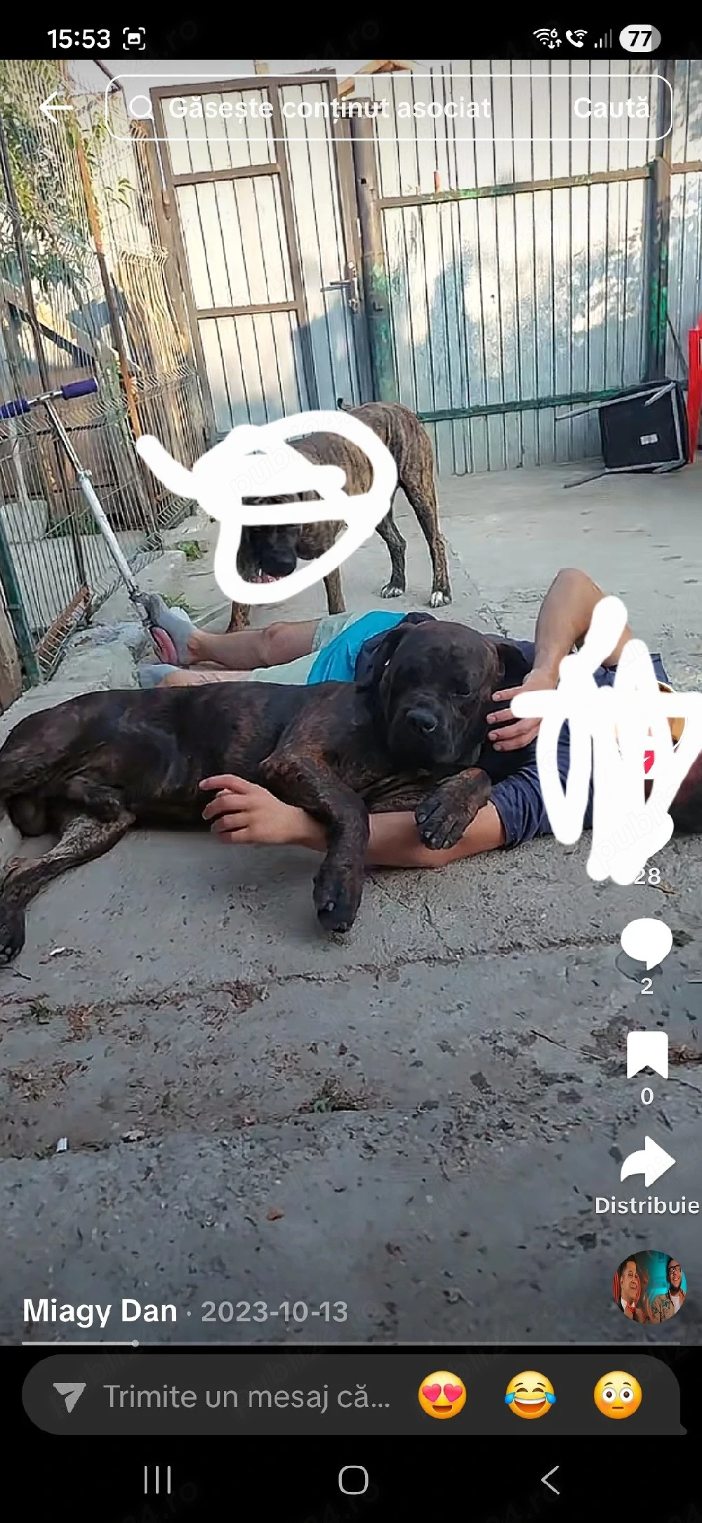 Donez cane corso