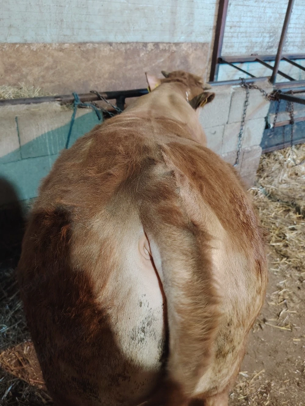 Vand tăuraș limousine 