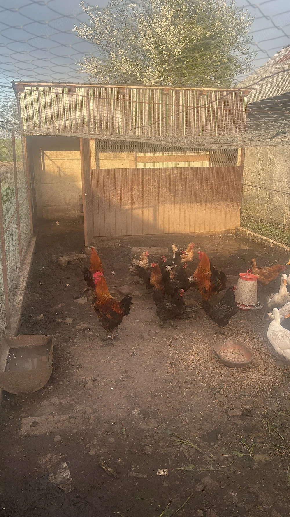 Vand cocosi de curte ,ratoi lesesti si romanesti