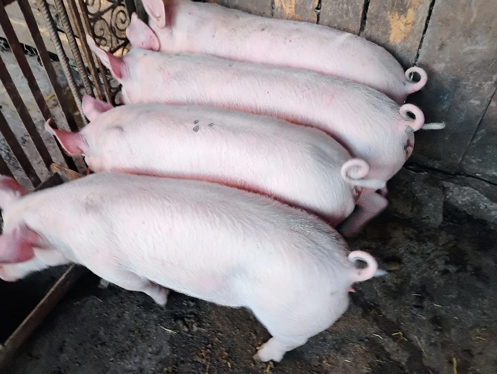 Purcei Marel Alb si Pietrian cu Landrace si Duroc