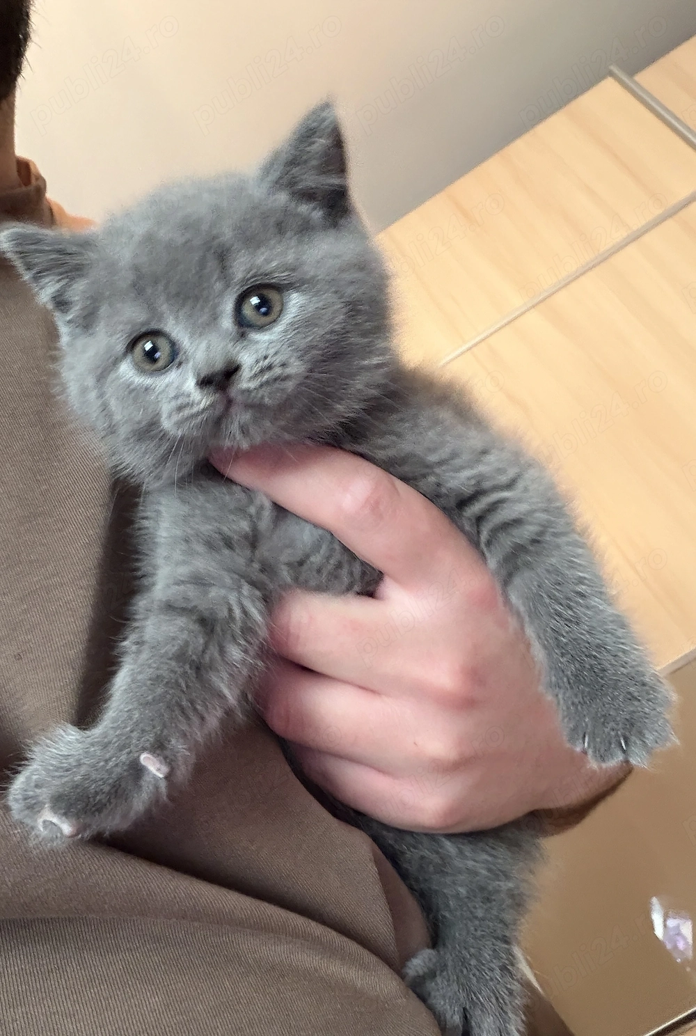 British shorthair și Scottish fold