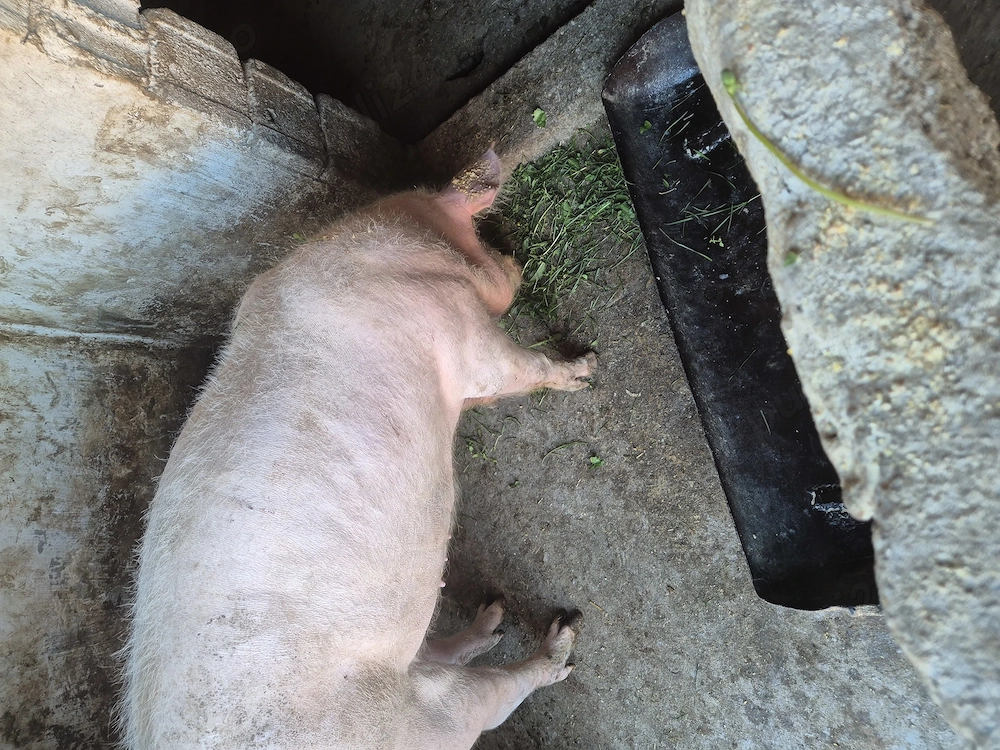 Vand 2 purcele aproximativ 120 kg