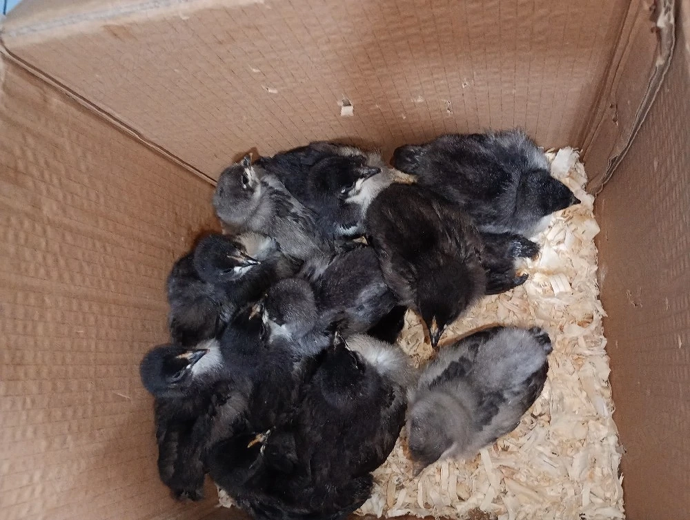 pui australorp si bress