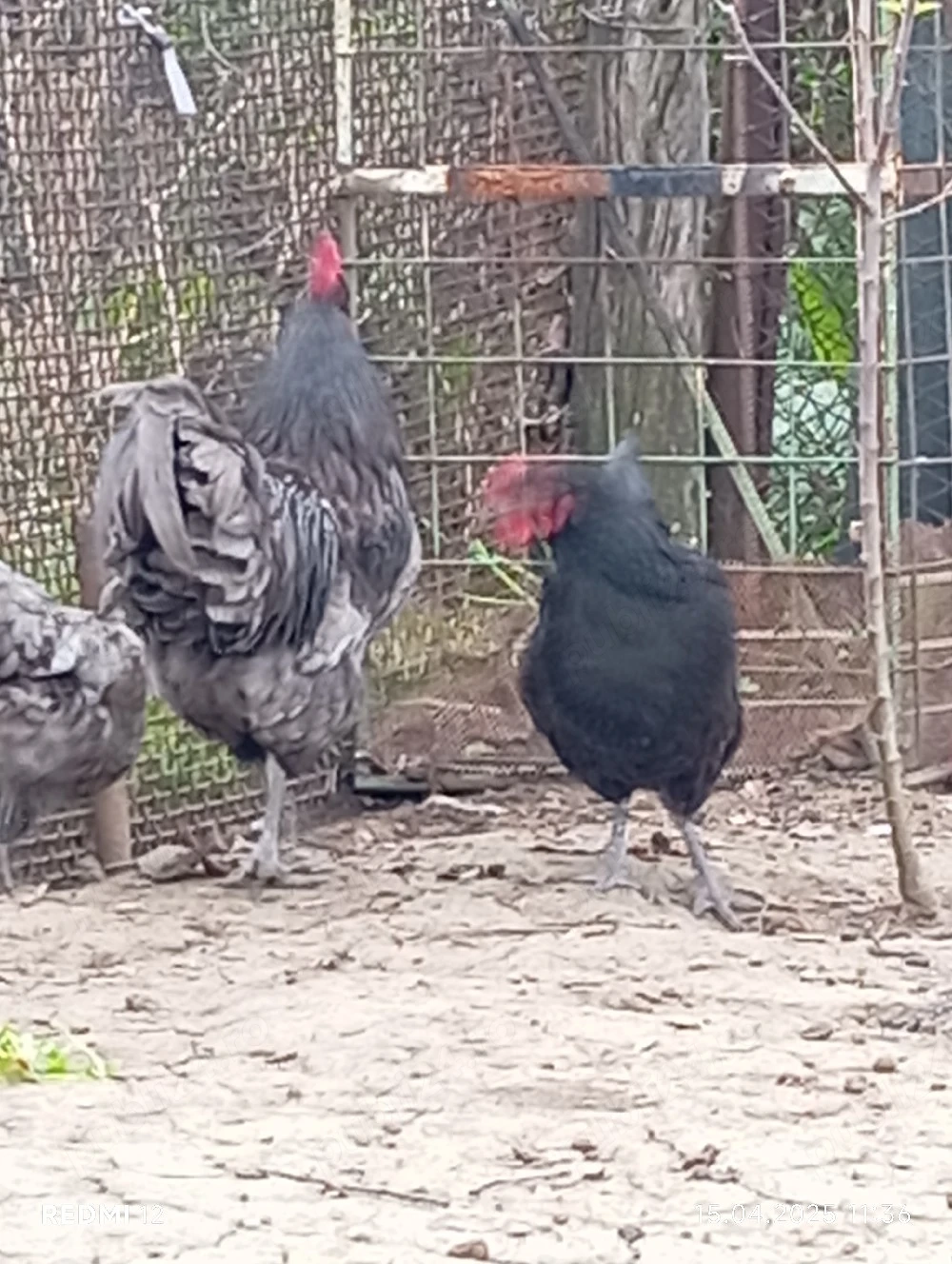 cocoș australorp