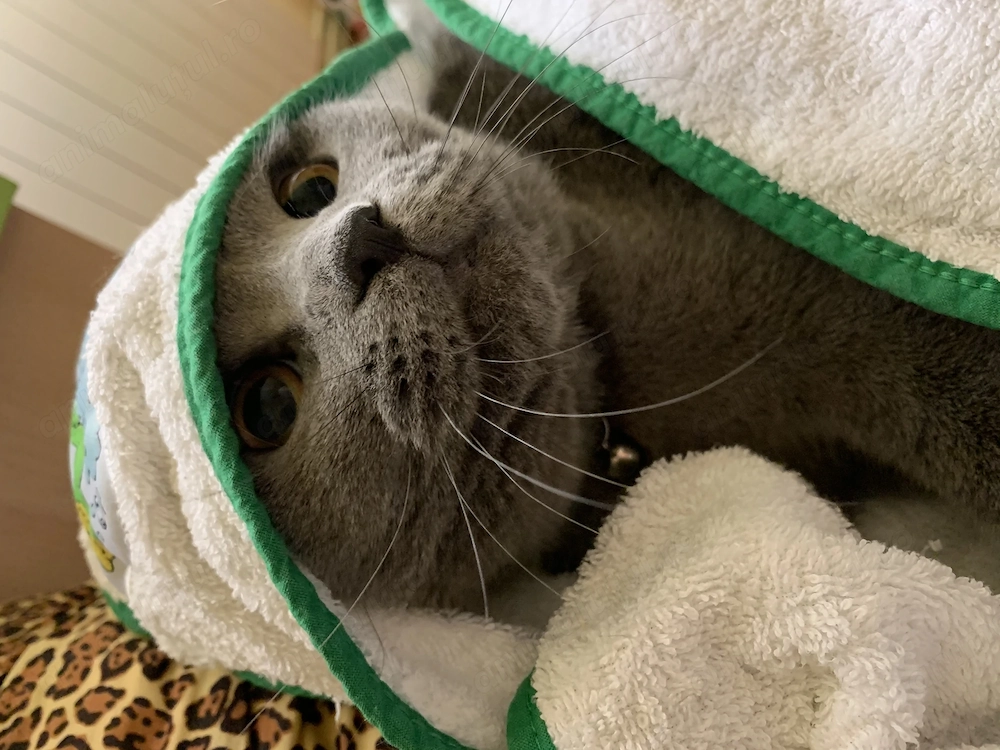 Scottish fold mascul 