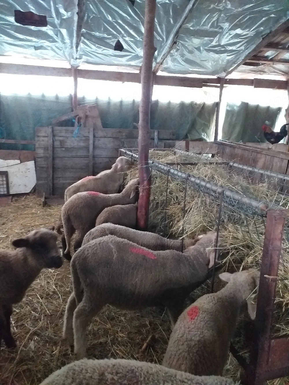 Miei de vânzare 22 lei kg in viu