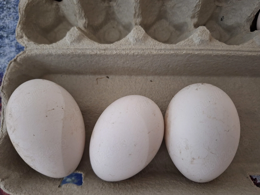 Oua de gâscă pentru incubare 