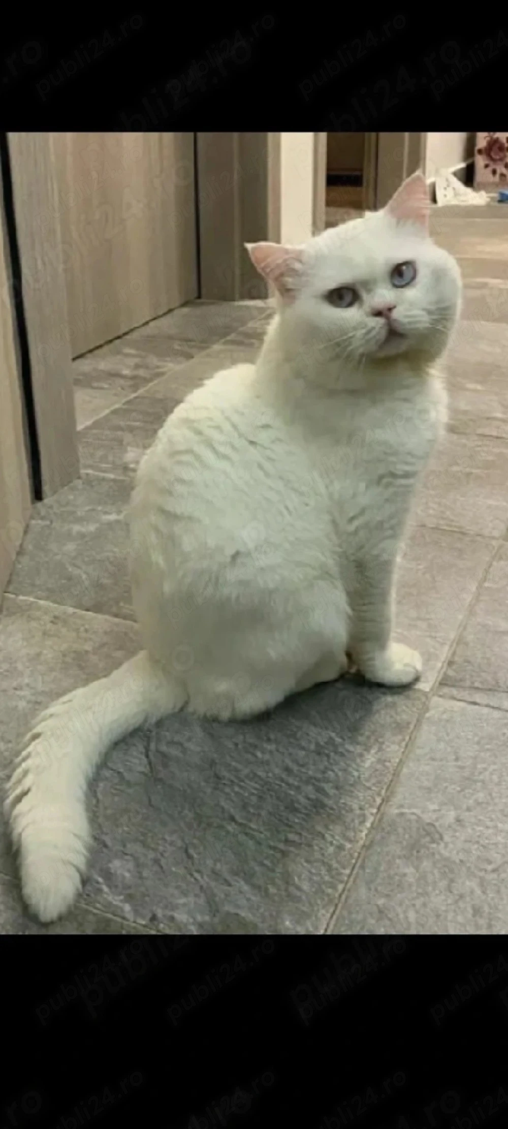 British Shorthair alb!!!asiguam transport 