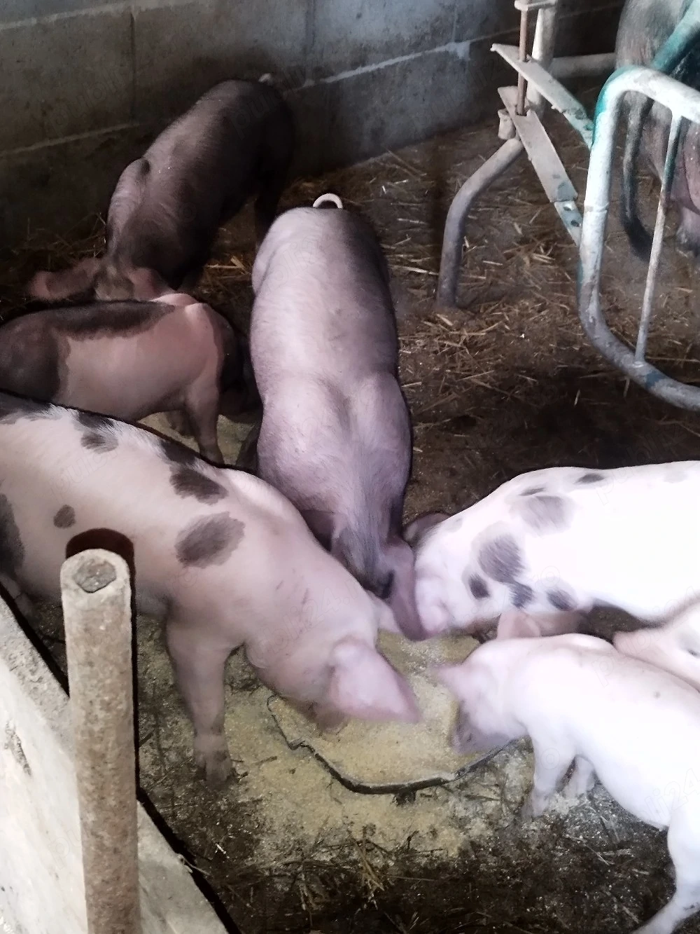 vând schimb purcei cu capre, viței sau vacă!