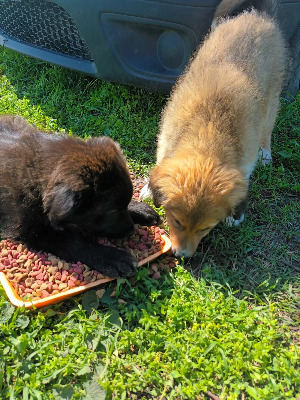 Donez căței talie mare 