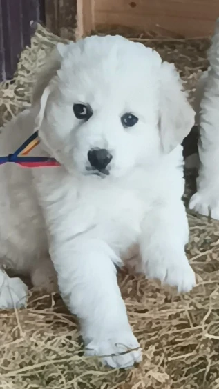  Ciobanesc Puiuti mioritic