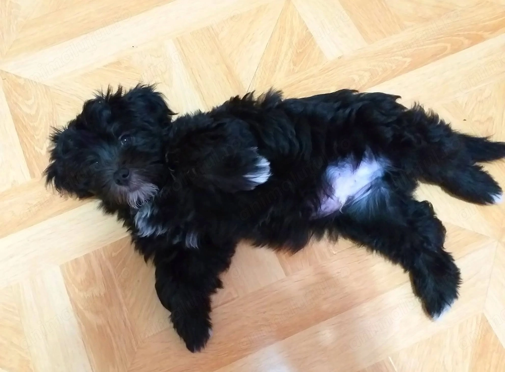 Caut câine bichon havanez