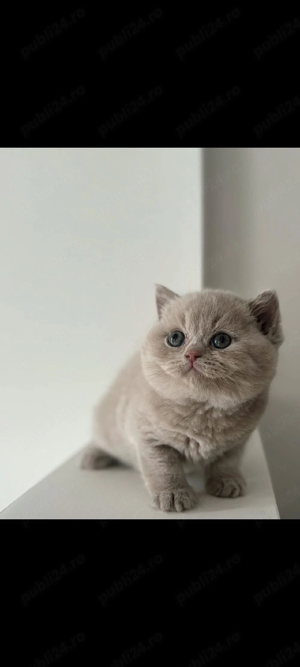 British lila!!!asiguram transport!!!