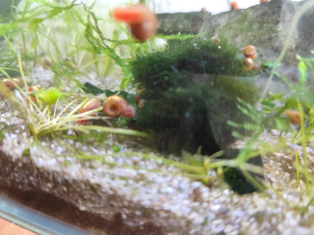 Melci asasini  si ramshorn 