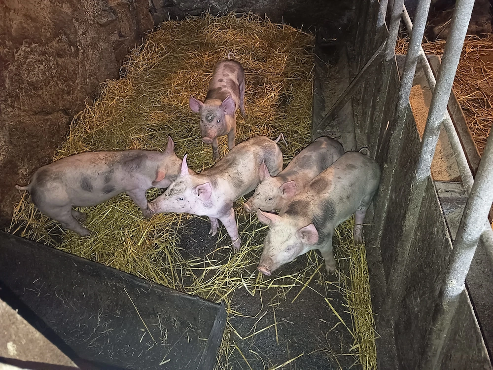 Vind purcei rasa petrean de 10 săptămâni preț 550 bucata 3 fetițe și 2 băieți castrați și deparazita