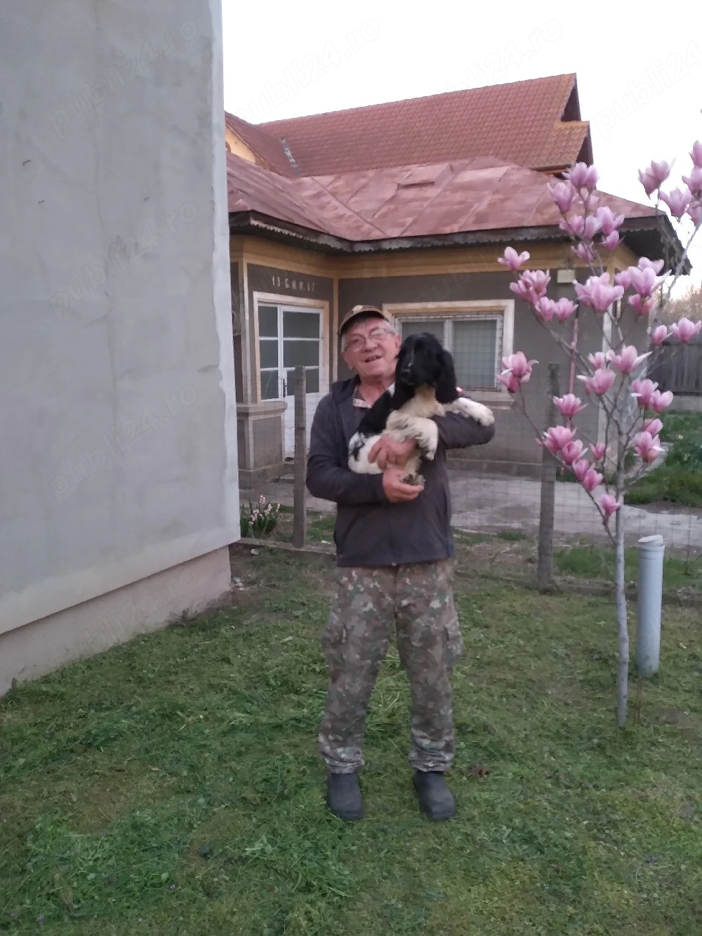 cățel coker spaniel 