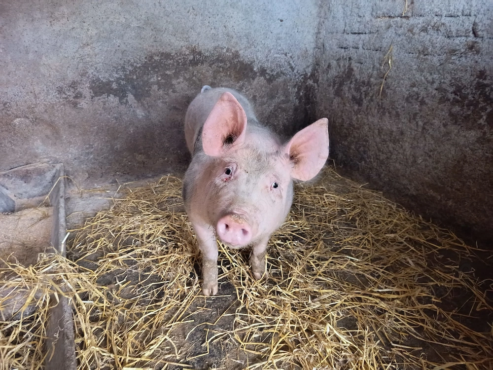 Vind purcea rasa petrean  bună pentru reproducție circa 70 kg . preț negociabil!