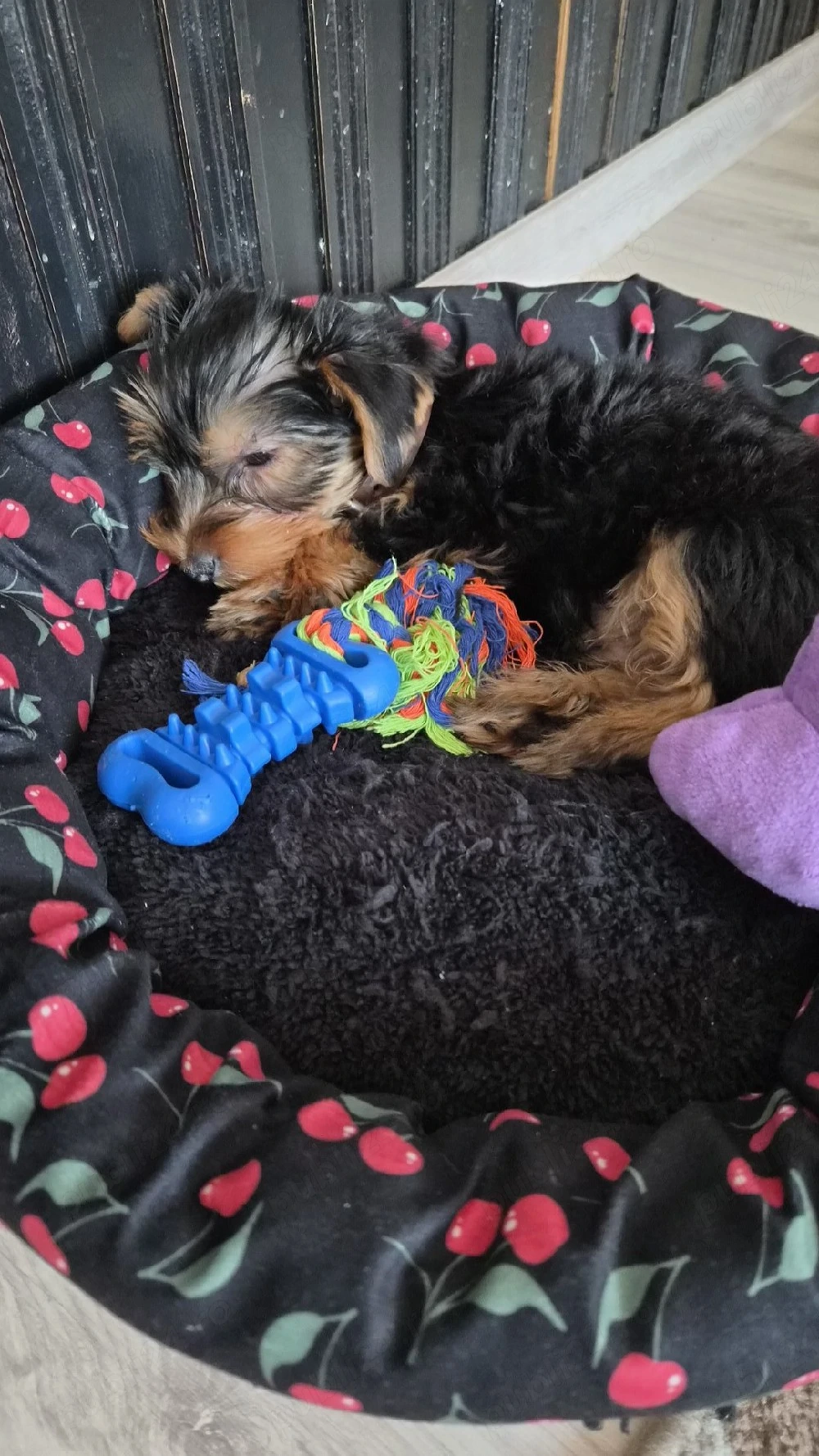    Yorkshire Terrier mascul   