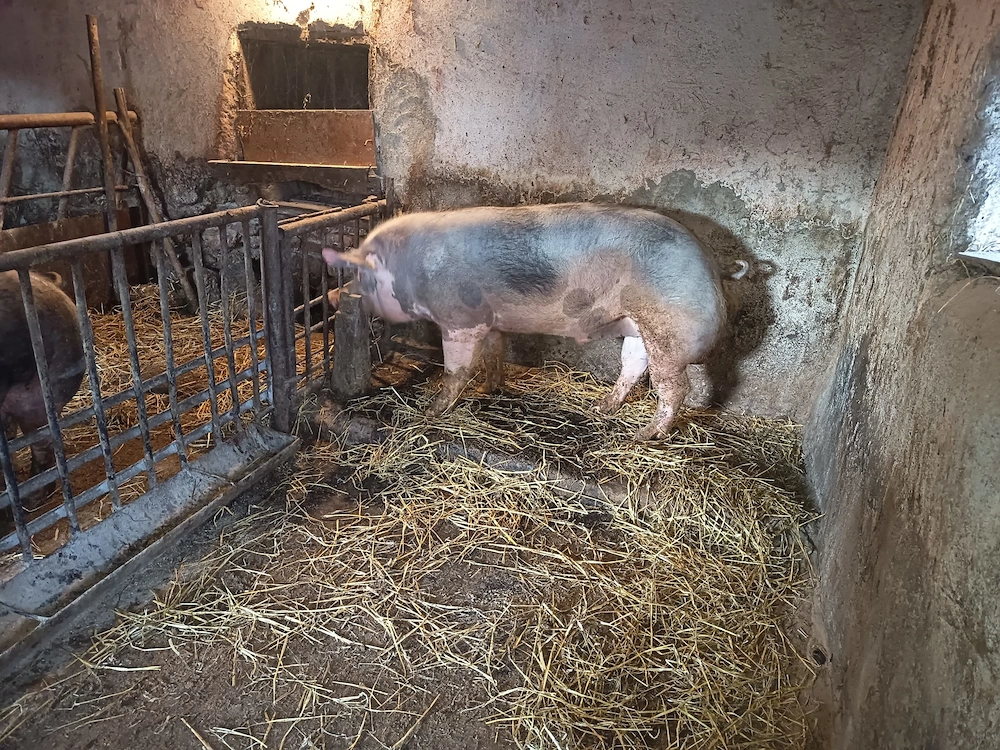 Vind vier rasa petrean 1,6  luni circa 200 kg preț la vedere!